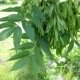 Ясен плакучий "Пендула"