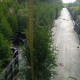 Туя західна «Смарагд» 25-35 см в горщику 0.5 л