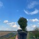 Туя західна «Тедді» в горщику 1.5 л