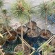 Сосна густоквiткова «Жан Клаус»